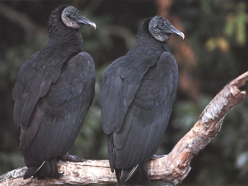 American Black Vulture 01-Pair-Perching on log.jpg