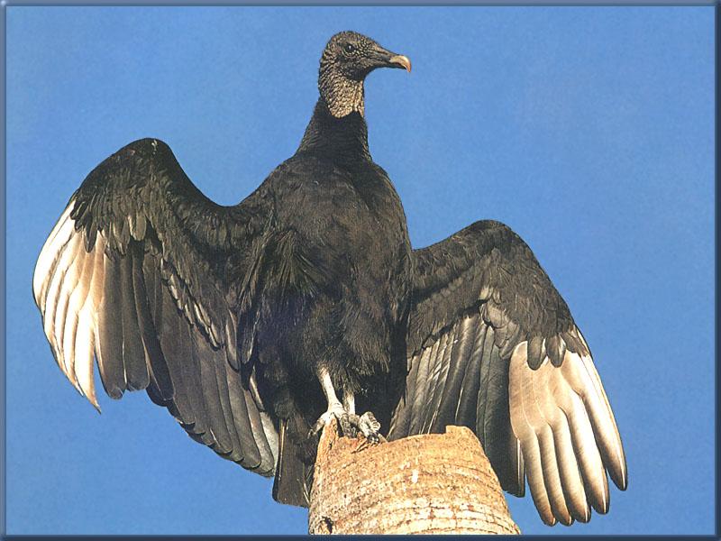 American Black Vulture 02-Perching on broken trunk.jpg