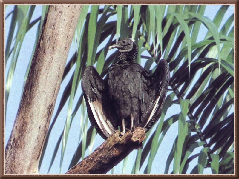 American Black Vulture 03-Perching on broken log tip.jpg