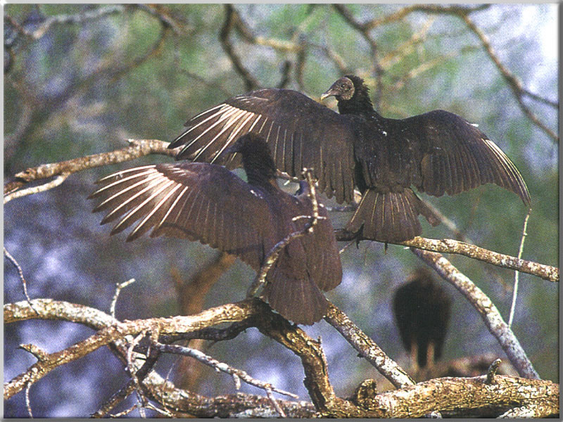 American Black Vulture 07-Pair perching on tree-Rear view.JPG