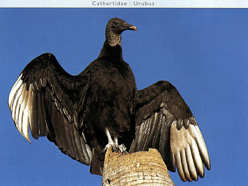 Ds-Oiseau 058-American Black Vulture-perching on post.jpg