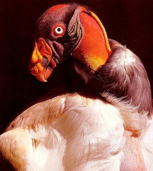 Mexican King Vulture-portrait-face closeup.jpg