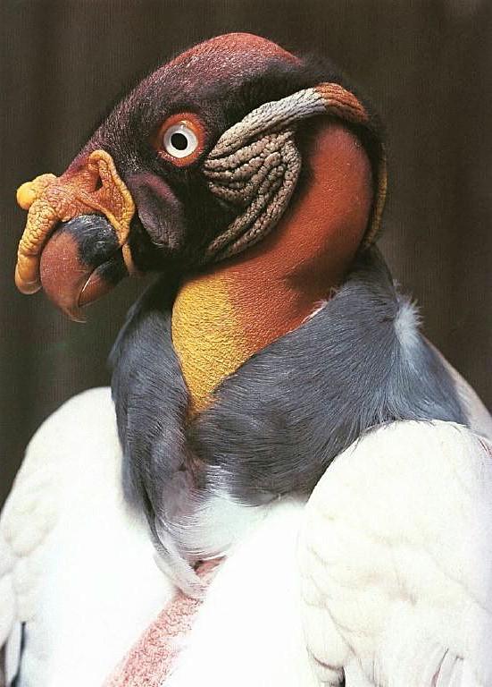 Mexican King Vulture0-portrait-closeup.jpg