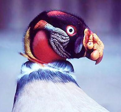 Mexican King Vulture1-face closeup-looks back.jpg