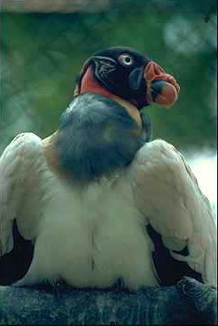 Vulture-Mexican King Vulture-closeup.jpg