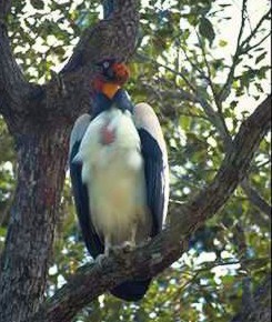Vulture1-Mexican King Vulture-perching on tree.jpg