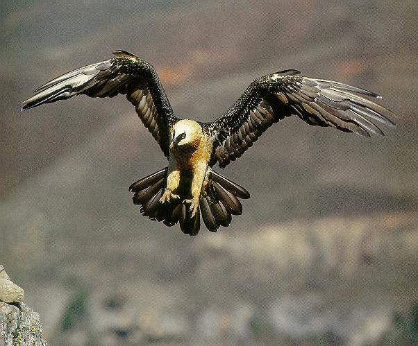 Pardosa birds-Lammergeier-Bearded vulture 006-in flight.jpg