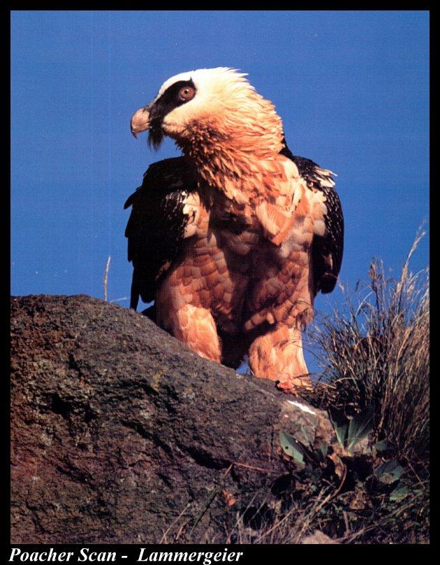 Wb225-Lammergeier Vulture perching on rock-closeup.jpg