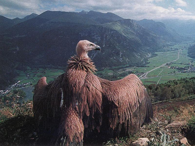 Griffon Vulture 01-Perching on hill top.jpg
