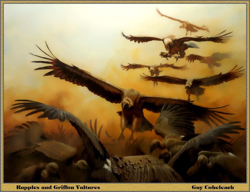 p-bwa-25-Ruppell\'s and Griffon Vultures-Painting by Guy Coheleach.jpg