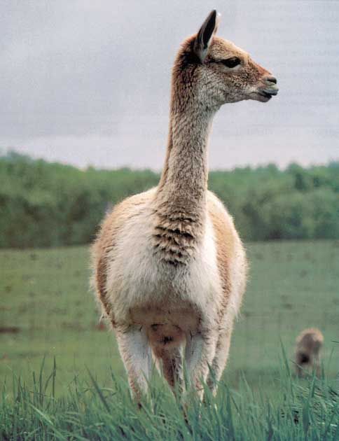 Awhat37-Wild Llama Vicuna-Closeup.jpg