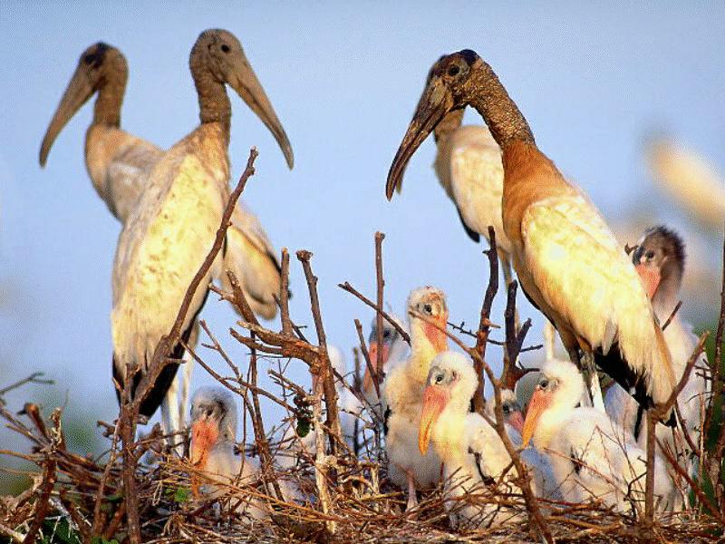 BABY22-Marabou Storks-nesting colony on tree.jpg