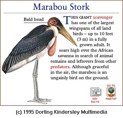 DKMMNature-Bird-Marabou Stork.gif