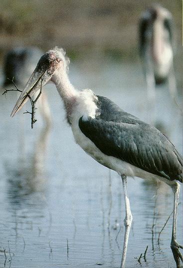 Pardosa birds Marabou stork 044-in swamp.jpg