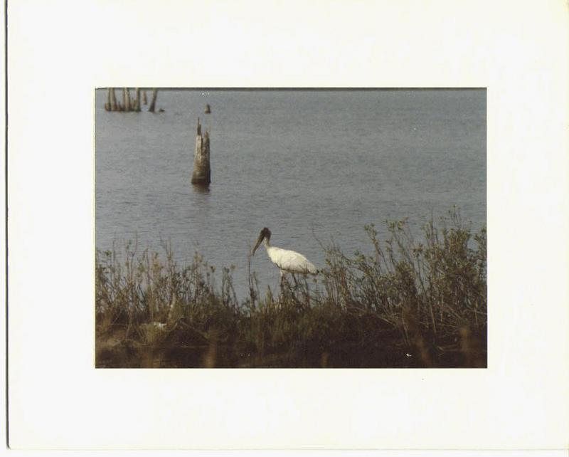 Wood Stork-wandering in lake.jpg