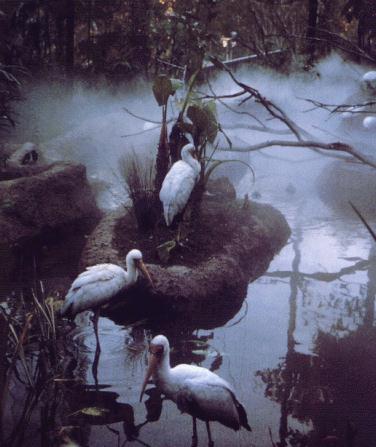 Yellow-billed Storks-in swamp.jpg