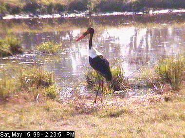 Djuma15c-Saddle-billed Stork-standing in marsh.jpg
