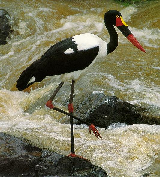Pardosa birds Saddle-billed stork 052-on rock.jpg