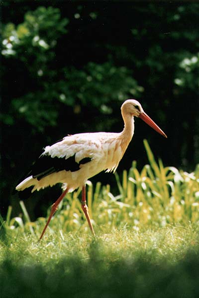 European White Stork-walking on grass.jpg