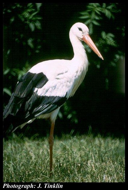 JT00934-European White Stork-closeup.jpg