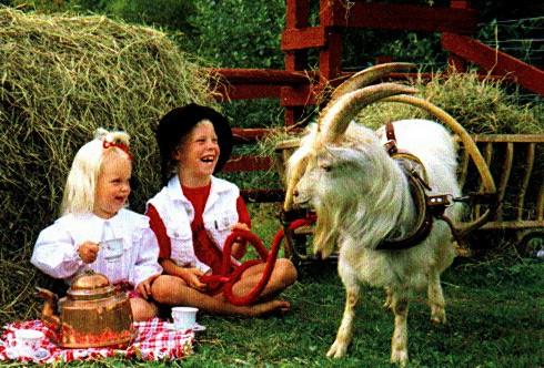 Barn och Get-White Domestic Goat-with girl and boy.jpg