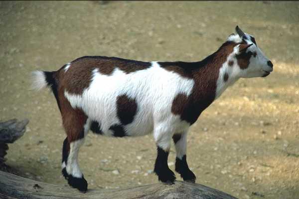 Domestic goat-baby-on log.jpg