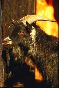 Get0-Black Domestic Goat-face closeup.jpg