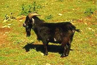 Get1-Black Domestic Goat-on grass.jpg