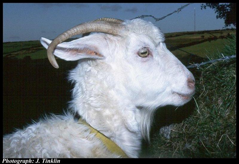 JT03611-White Angora-Domestic Goat-face.jpg