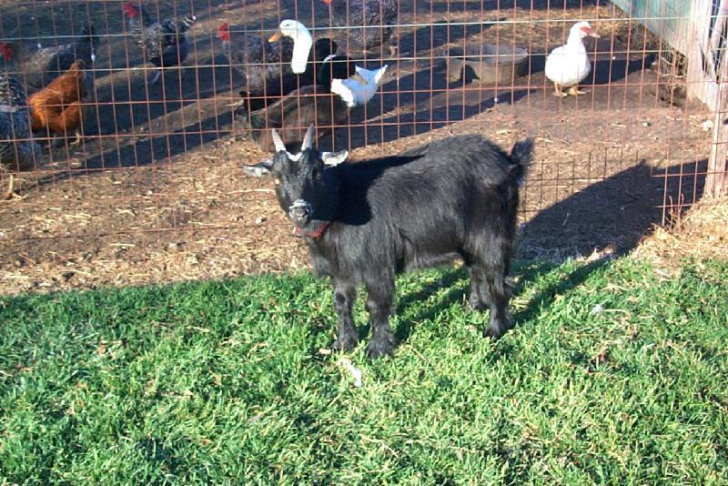 Pygmy goat 1-Black Doemstci Goat-by Joel Williams.jpg