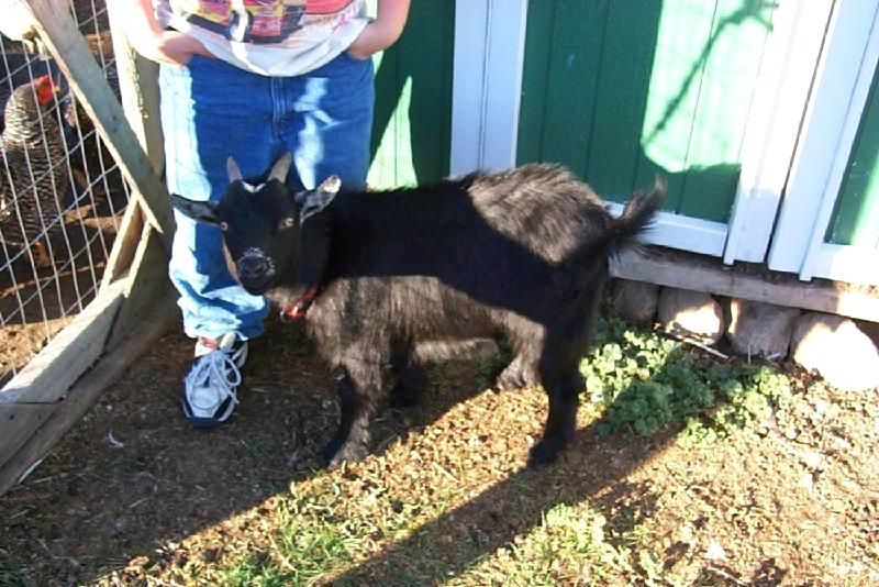 Pygmy goat 2-Black Doemstci Goat-by Joel Williams.jpg