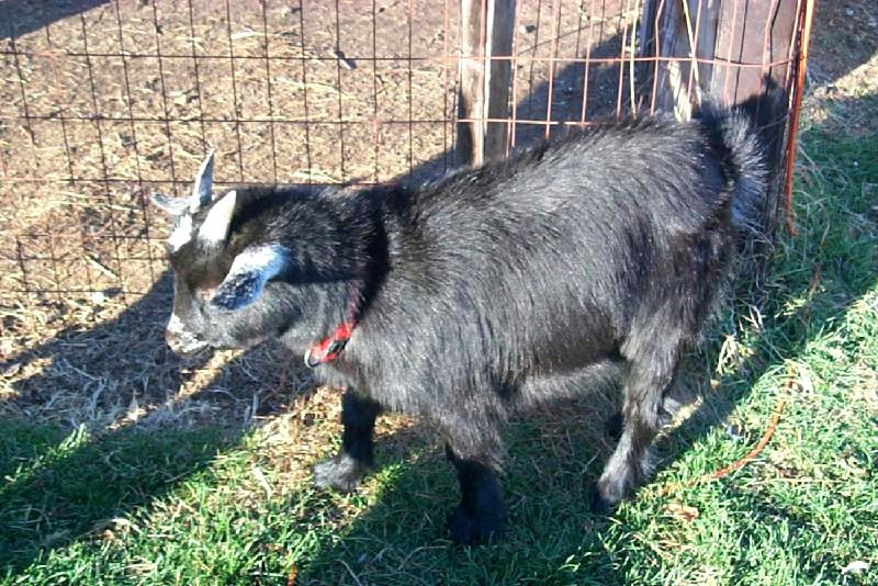 Pygmy goat 3-Black Doemstci Goat-by Joel Williams.jpg