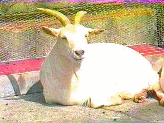White Goat Resting-anim074.jpg