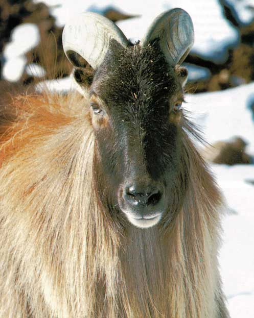 Awhat13-Himalayan Tahr-Mountain Goat.jpg
