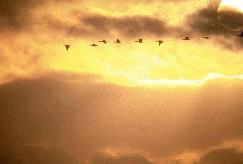 Birds In Sunset-Goose flock Line.jpg
