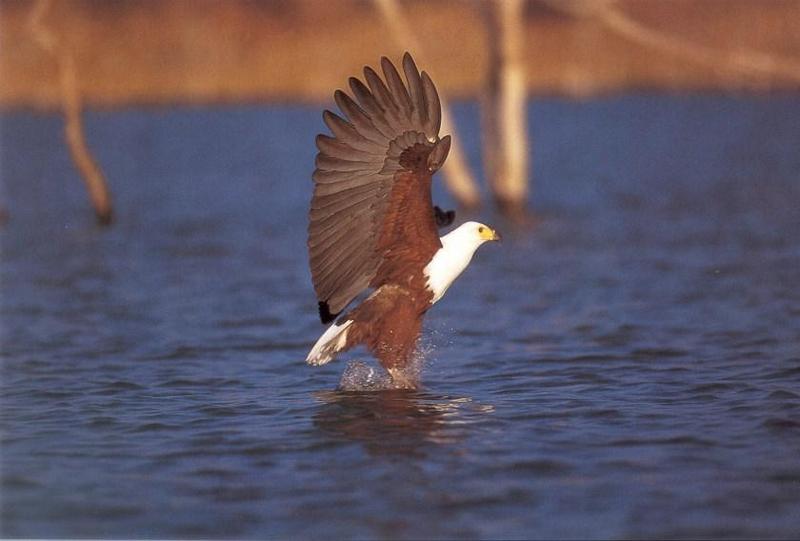jrw 024 African fish eagle.jpg