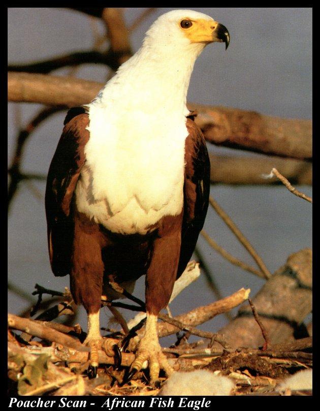 Wb027-African Fish Eagle on nest.jpg