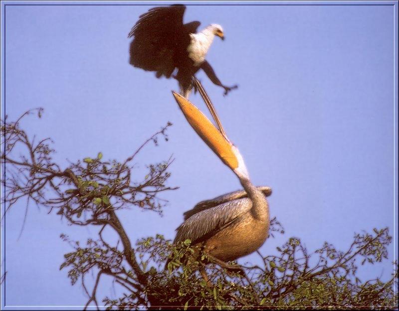 PO Fisa 007 Aigle pecheur attaquant un pelican.jpg