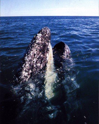 RightWhale-Gray Whale Head Out Of Sea Surface.jpg