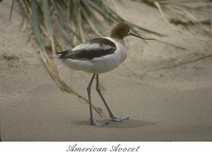 73amavct-American avocet-walking on beach.jpg