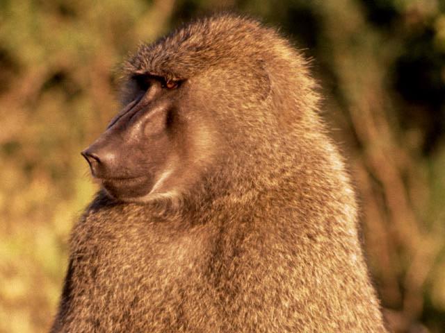 baboon01.jpg