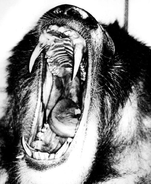 Baboon Smile-Mouth Closeup.jpg