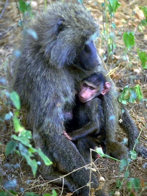 primate0574-Baboons-Mom Nursing Baby.jpg