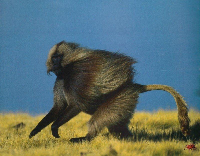 Gelada baboon (Theropithecus gelada).jpg