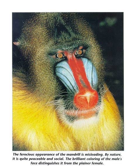 mammal01-Mandrill Baboon-face closeup.jpg