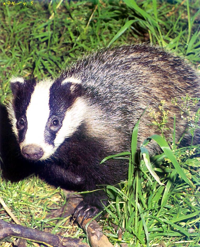 Eurasian Badger-closeup on grass.jpg