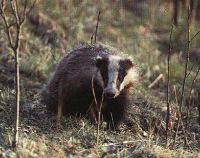 Swedish Grovling1-Eurasian Badger-on grass.jpg