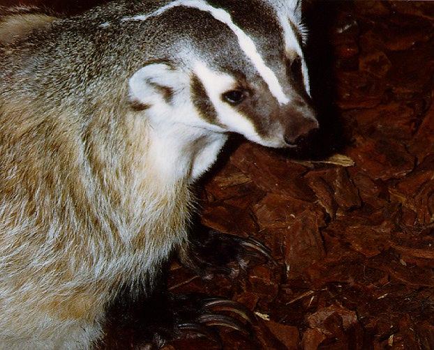 American Badger-Closeup.jpg