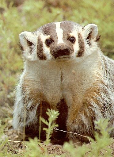 badger1-North American Badger-closeup.jpg