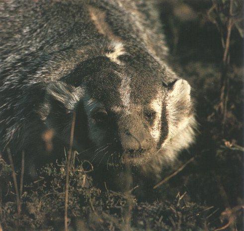 North American Badger 03.jpg